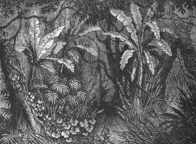 Dans la brousse - John Greenaway