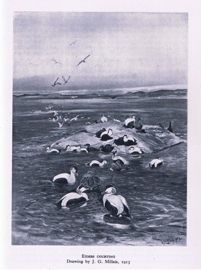 Eiders en parade nuptiale, Nature en Grande-Bretagne publiée par Collins, 1946 - John Guille Millais