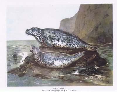 Phoques gris, Nature en Grande-Bretagne publiée par Collins, 1946 - John Guille Millais