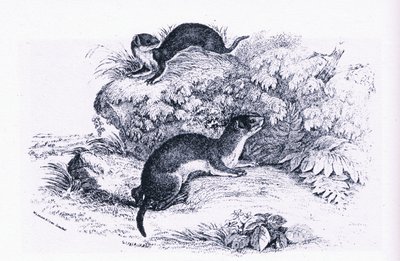 Études de blaireaux, Nature en Grande-Bretagne publiée par Collins - John Guille Millais