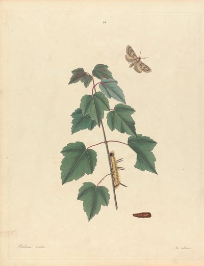 Phalaena Aceris. Acer Rubrum (Papillon gris de l