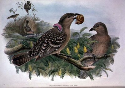 Chlamydera orientalis - John and Hart William Gould