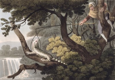 Chasseur de lézards mexicain, gravé par Matthew Dubourg (fl.1785-1820), publié par Edward Orme, 1813 - John Heaviside Clark