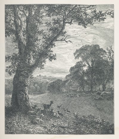 Cerfs autour d