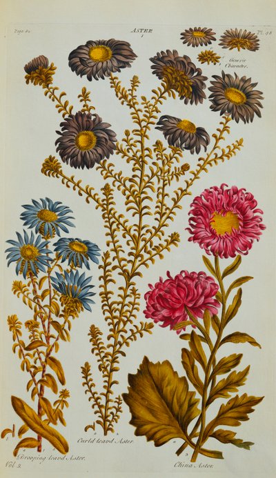 Aster - John Hill