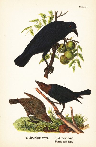 Corbeau d