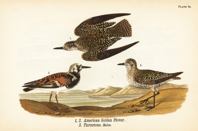 Pluvier doré américain, Pluvialis dominica 1,2, et tournepierre à collier, Arenaria interpres 3 - John James (after) Audubon