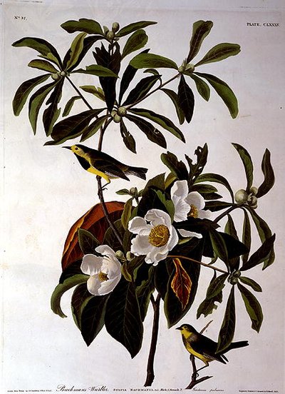 Paruline de Bachman, de 