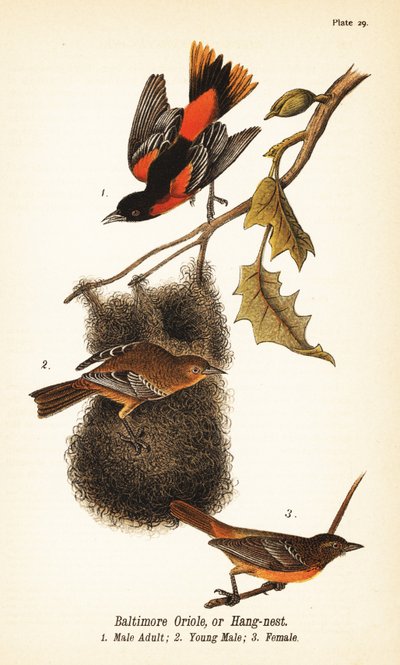 Oriole de Baltimore ou pendule, Icterus galbula - John James (after) Audubon