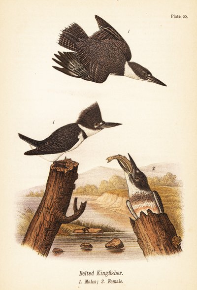 Martin-pêcheur ceinturé, Megaceryle alcyon, mâles 1, femelle 2 - John James (after) Audubon