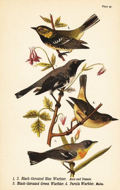 Paruline bleue à gorge noire, Setophaga caerulescens 1,2, paruline verte à gorge noire, Setophaga virens 3 et paruline à collier du Nord, Setophaga americana 4 - John James (after) Audubon