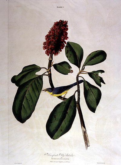 Gobemouche de Bonaparte, de 