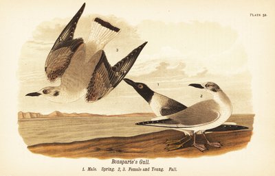 Mouette de Bonaparte, Chroicocephalus philadelphia, mâle au printemps 1, femelle 2 et jeune 3 en plumage d
