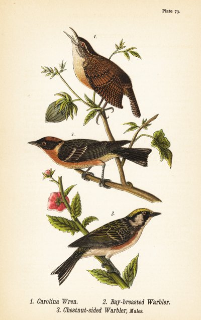 Troglodyte de Caroline, Thryothorus ludovicianus 1, paruline à poitrine baie, Setophaga castanea 2, paruline à flancs marron, Setophaga pensylvanica 3 - John James (after) Audubon
