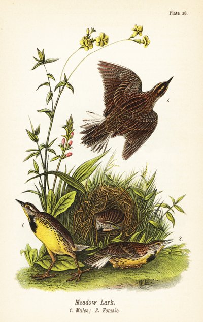 Sturnelle des prés, Sturnella magna - John James (after) Audubon