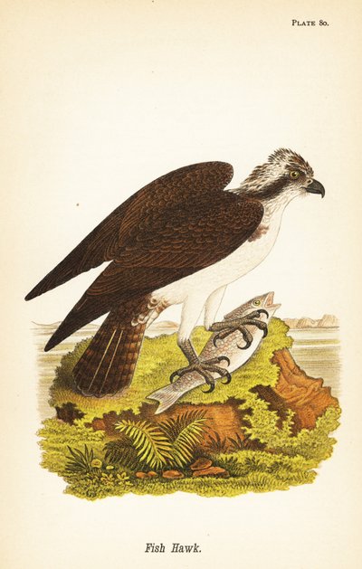 Balbuzard pêcheur, Pandion haliaetus - John James (after) Audubon