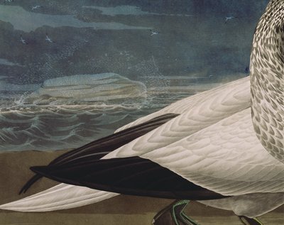 Fous de Bassan, de 
