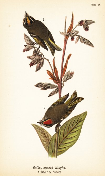 Roitelet à couronne dorée, Regulus satrapa - John James (after) Audubon