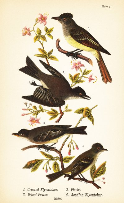 Tyran huppé, Myiarchus crinitus 1, moucherolle phébi, Sayornis phoebe 2, moucherolle bois-pourri, Contopus virens 3, et moucherolle vert, Empidonax virescens 4 - John James (after) Audubon