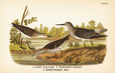 Grand Chevalier, Tringa melanoleuca 1, Bécasseau semipalmé, Calidris pusilla 2, et Bécasseau tacheté, Actitis macularius 3 - John James (after) Audubon