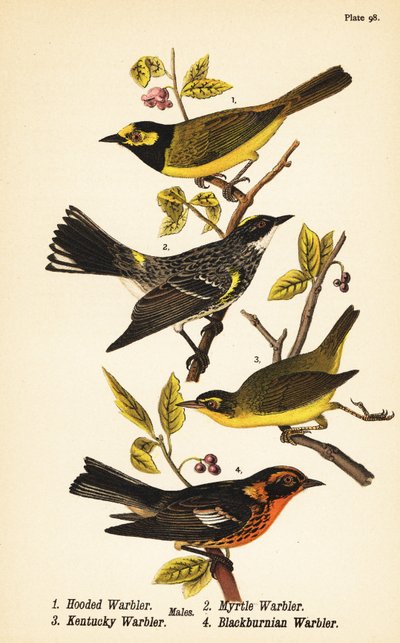 Paruline à capuchon, Setophaga citrina 1, Paruline à croupion jaune, Setophaga coronata 2, Paruline du Kentucky, Geothlypis formosa 3 et Paruline à gorge orangée, Setophaga fusca 4 - John James (after) Audubon