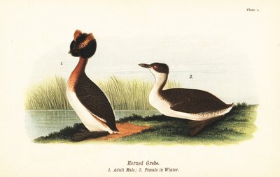 Grèbe esclavon, Podiceps auritus, mâle adulte 1, et femelle en plumage d