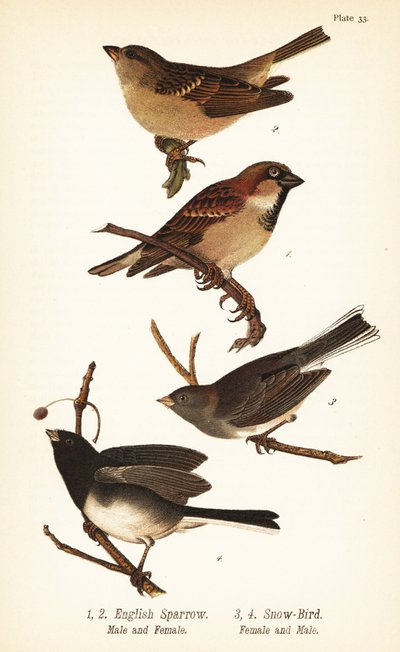 Moineau domestique, Passer domesticus, et Junco ardoisé, Junco hyemalis - John James (after) Audubon