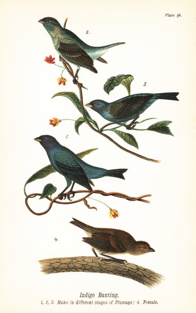 Passerin indigo, Passerina cyanea, mâles à différents stades de plumage 1,2,3, et femelle 4 - John James (after) Audubon