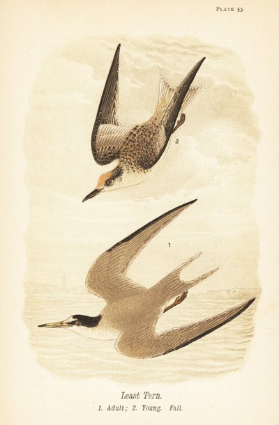 Sterne naine, Sternula antillarum, adulte 1, jeune, plumage d
