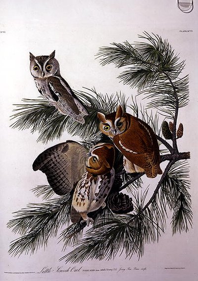 Petit Hibou Criard, de 