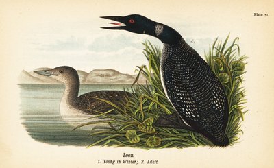 Plongeon huard, Gavia immer, jeune en hiver 1, adulte 2 - John James (after) Audubon