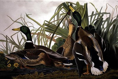 Canard Colvert, de 