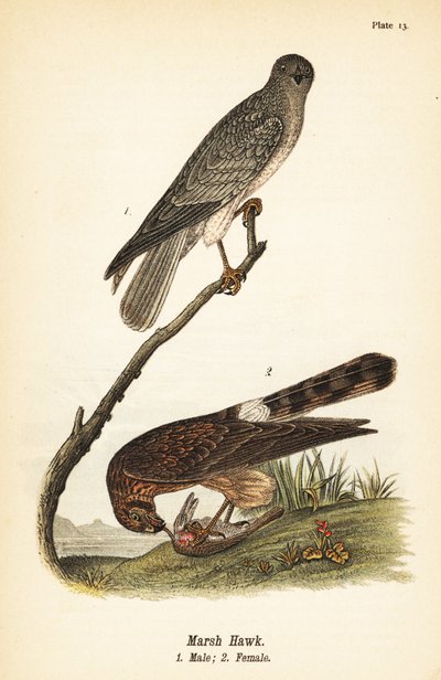 Busard Saint-Martin, Circus hudsonius - John James (after) Audubon