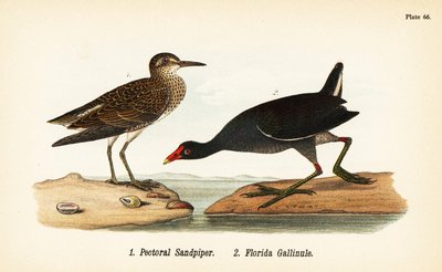 Bécasseau à poitrine cendrée, Calidris melanotos 1, et gallinule d