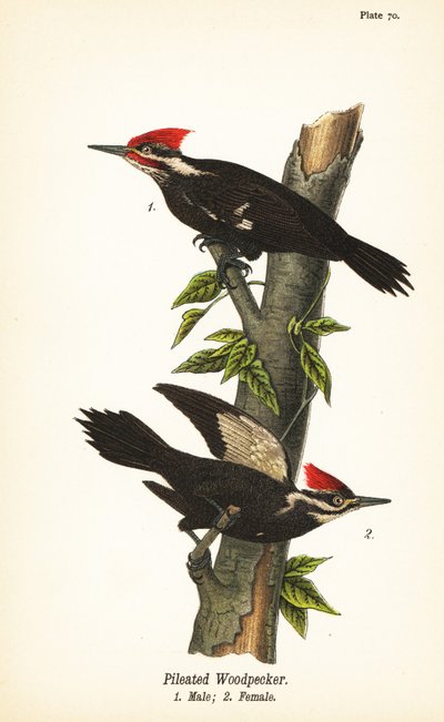 Grand pic, Dryocopus pileatus, mâle 1, femelle 2 - John James (after) Audubon