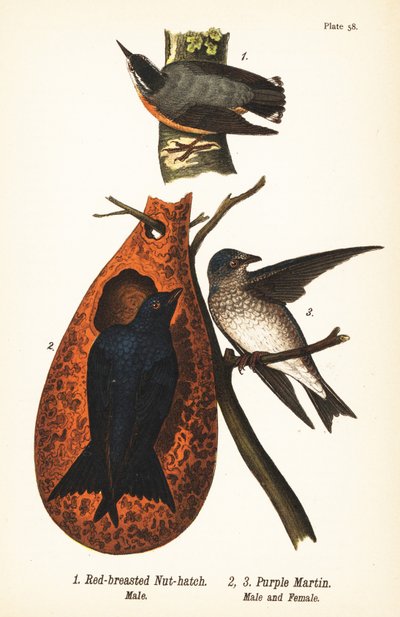 Sittelle à poitrine rousse, Sitta canadensis, mâle 1, et Hirondelle noire, Progne subis, mâle 2, et femelle 3 - John James (after) Audubon