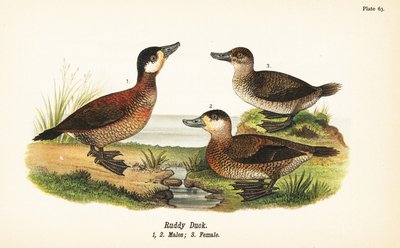 Érismature rousse, Oxyura jamaicensis, mâles 1,2, et femelle 3 - John James (after) Audubon