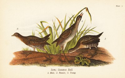Marouette de Caroline, Porzana carolina, mâle 1, femelle 2, jeune 3 - John James (after) Audubon