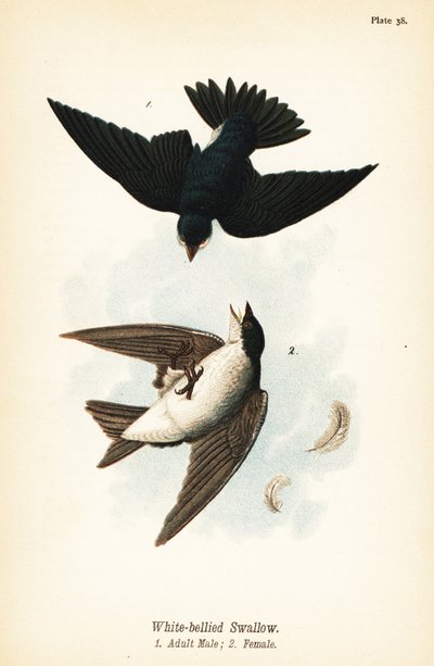 Hirondelle bicolore, Tachycineta bicolor - John James (after) Audubon