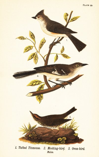 Mésange bicolore, Baeolophus bicolor, moqueur polyglotte, Mimus polyglottos et paruline couronnée, Seiurus aurocapilla - John James (after) Audubon