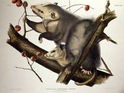 Opossum de Virginie, de 