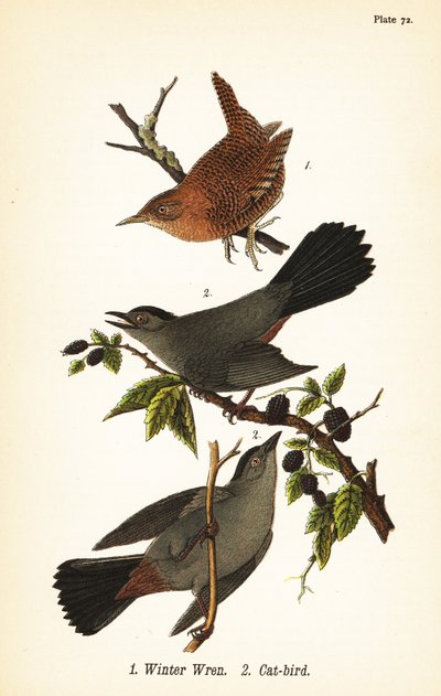 Troglodyte des forêts, Troglodytes hiemalis 1, et moqueur chat, Dumetella carolinensis 2 - John James (after) Audubon