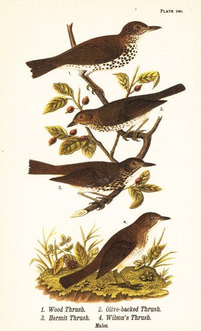 Grive des bois, Hylocichia mustelina 1, grive de Swainson, Catharus ustulatus 2, grive à dos olive ou grive ermite, Catharus guttatus 3, et grive fauve ou grive de Wilson, Catharus fuscescens 4 - John James (after) Audubon
