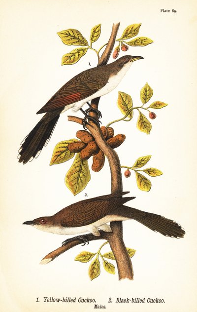 Coucou à bec jaune, Coccyzus americanus 1, et coucou à bec noir, Coccyzus erythropthalmus 2, mâles - John James (after) Audubon