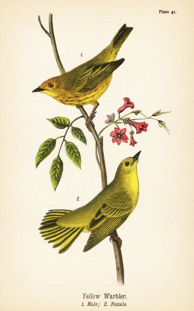 Paruline jaune, Setophaga petechia, mâle 1, femelle 2 - John James (after) Audubon