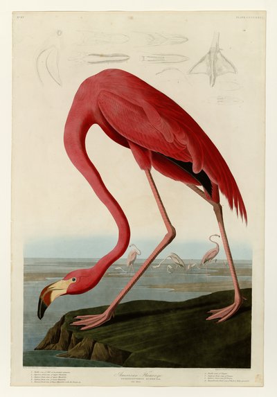 431 Flamant américain - John James Audubon
