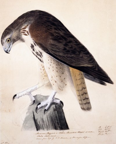 Buse américaine ou faucon à poitrine blanche - John James Audubon