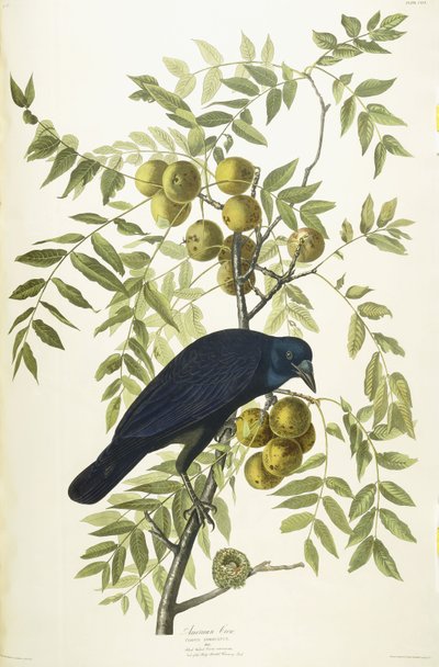 Corbeau américain, 1833 - John James Audubon