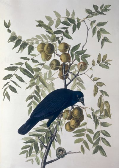 Corbeau américain, de Birds of America - John James Audubon