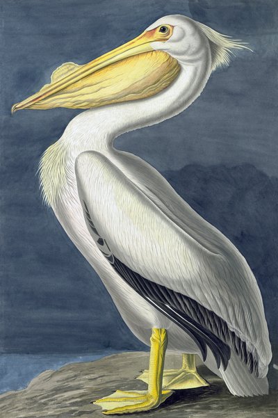 Pélican blanc d